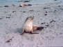 animals-and-wildlife