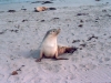 young seal