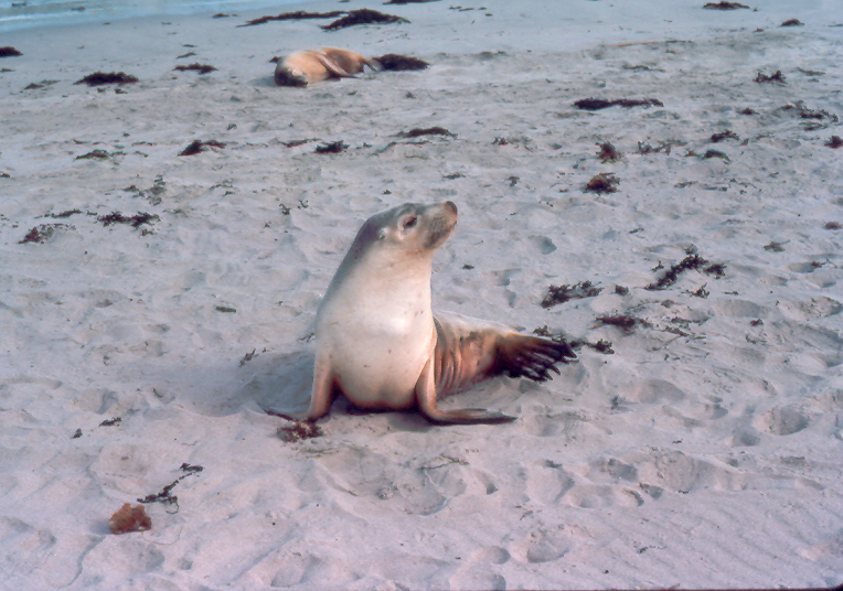 young seal