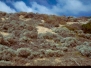 australian-bush