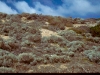 windswept bank