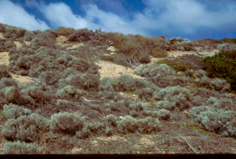 windswept bank