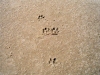 footprints 1