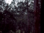 big-trees