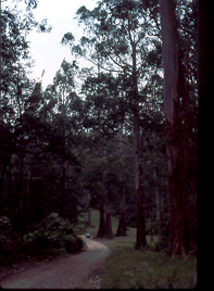 tallest gums 1
