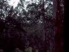 tallest gums 1