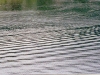 ripples