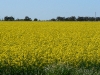 canola 1