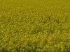 canola 2