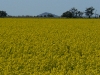 canola 3