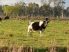 dairy cow 1