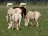 ponies 1