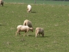 sheep 2