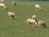 sheep 4