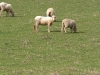 sheep 5