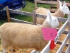 sheep show