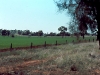 young wheat
