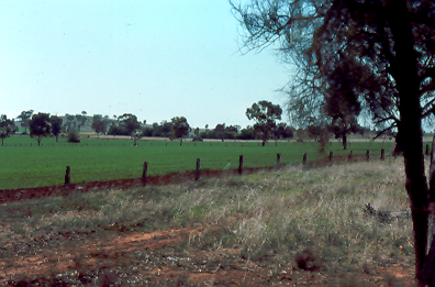 young wheat