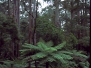 forest-trees