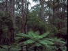 tree ferns 1