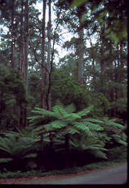 tree ferns 1