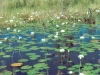 lily pond 1