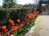 red tulips
