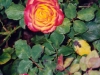 rose 1