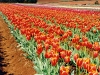tulips 1