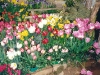 tulips 4