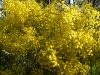 wattle 1