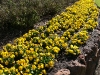 yellow border