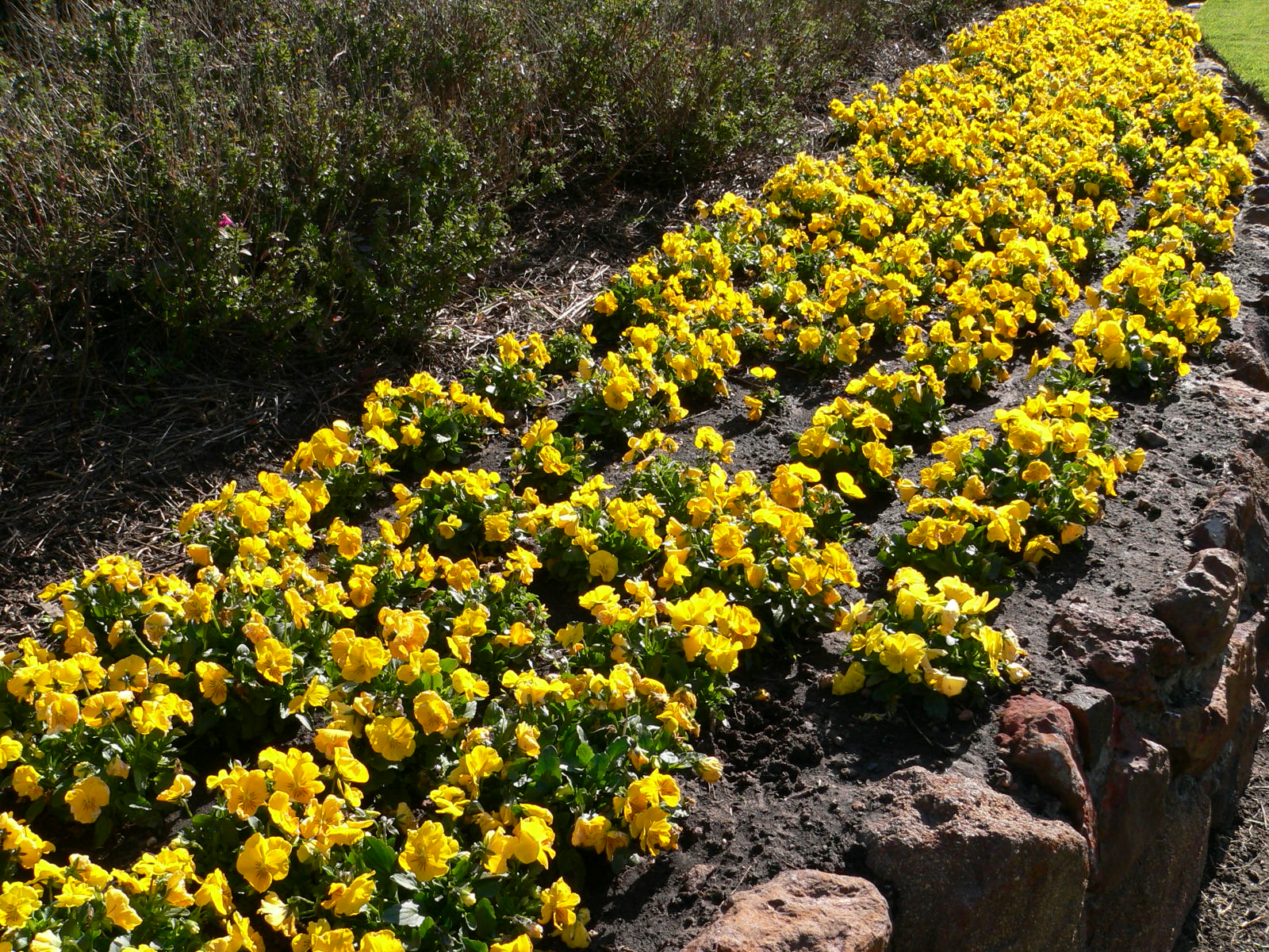 yellow border