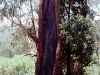 canoe tree 1