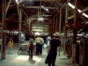 shearing shed 2