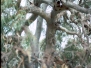 interesting-trees