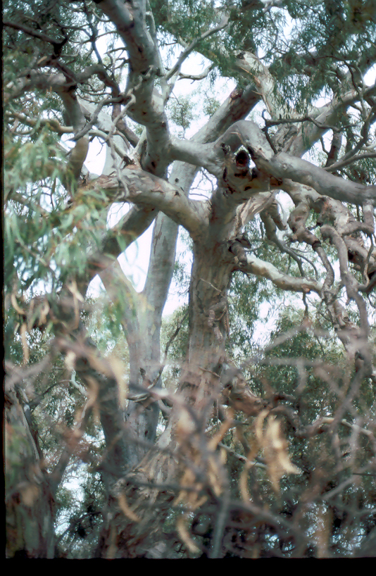 tangled branches