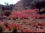 outback-flinders-ranges