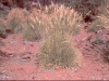spinifex 2