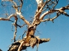 Dry tree