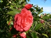 camellia 1