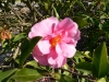 camellia 2