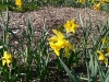 daffodils 1