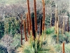 grass tree 1
