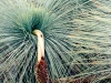 grass tree 2