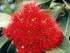 red eucalypt 1
