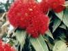 red eucalypt 2