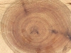 tree cross section