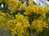 wattle 2