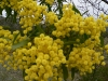 wattle 3